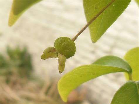 Etapas De Maduraci N En Un Angapir O Pitanga Eugenia Uniflora