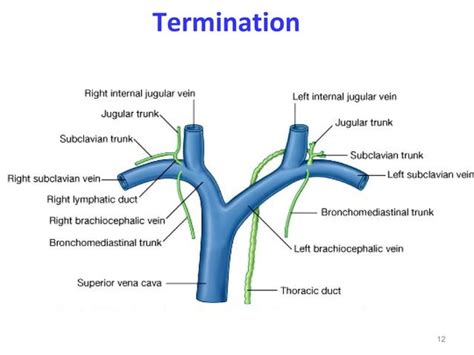 thoracic duct