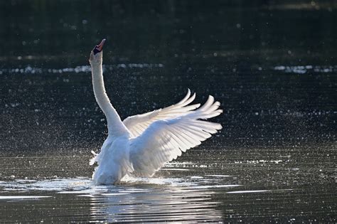 Cygne Tubercul Oiseau Lac Photo Gratuite Sur Pixabay Pixabay