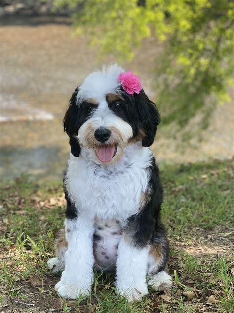 Mini Bernedoodle