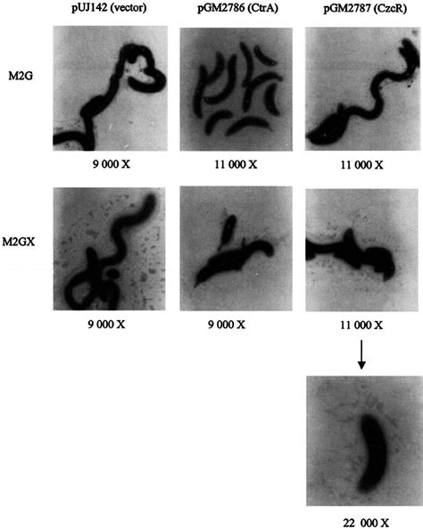 In Vivo Czcr And Ctra Complementation Assays Electron Micrographs Of