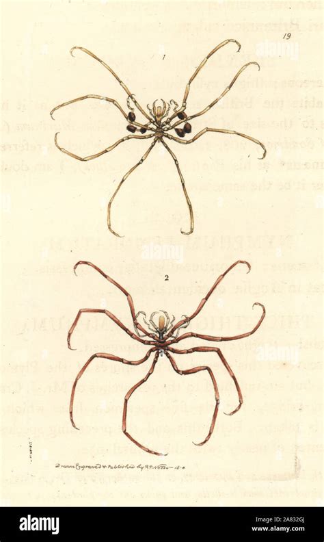 Sea Spiders Nymphon Gracile Nymphon Hirtum Nymphum Femoratum