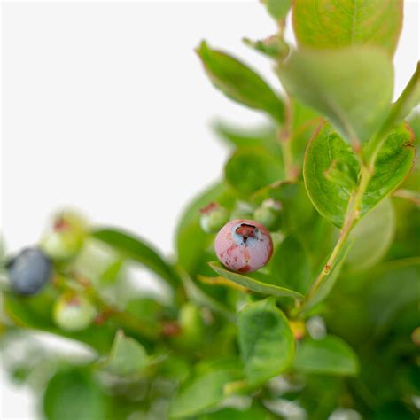 Bushel BerryPeach Sorbet Blueberry Bushes For Sale The Tree Center