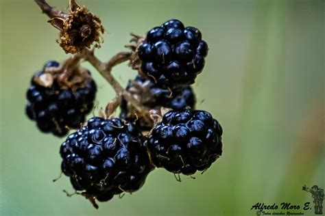 Frutos De La Zarzamora Rubus Ulmifolius Frutos De La Za Flickr