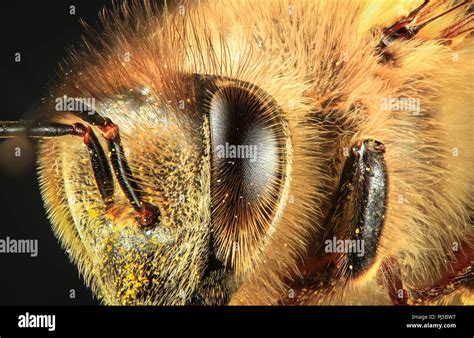 Closeup of the eye and face of a western honey bee (Apis mellifera ...