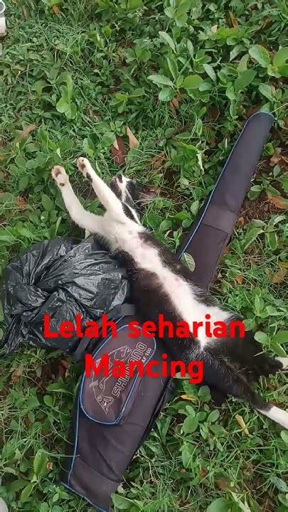 kucing mancing youtube