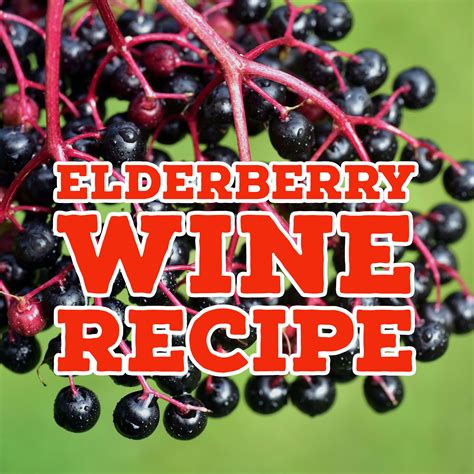 Elderberry Wine Recipe Dandk Organizer