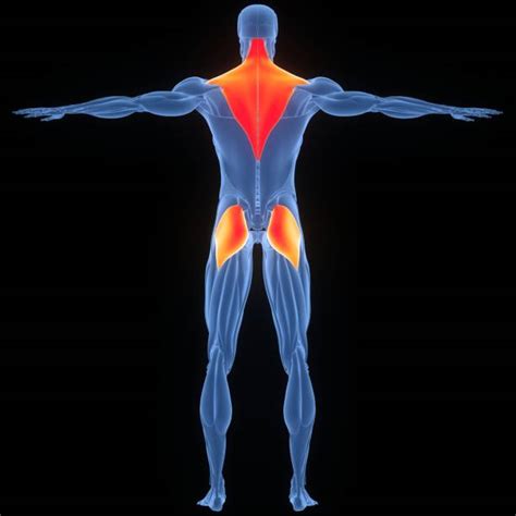 570 Trapezius Muscle Stock Photos Pictures And Royalty Free Images Istock