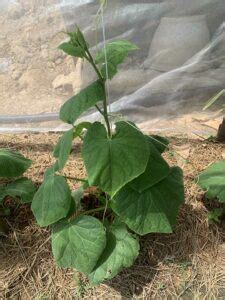 Cucumber Plant Light Requirements Sunlight And Artificial Lights