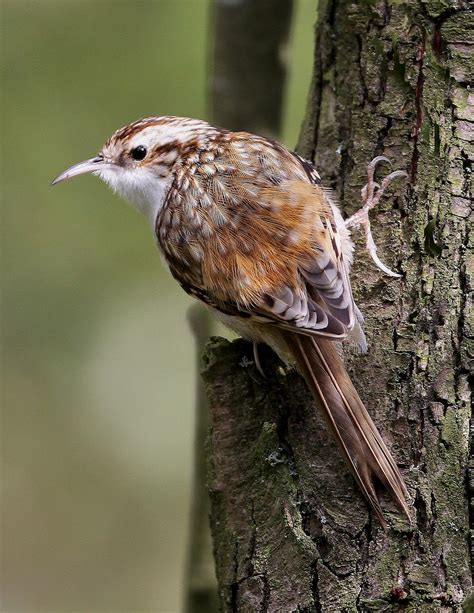 Howards Birdspot Treecreeper Taken At Far Ings Old Shot From Oct