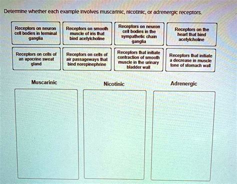 SOLVED: Detemine whether each example involves muscarinic,nicotinic,or adrenergic receptors ...