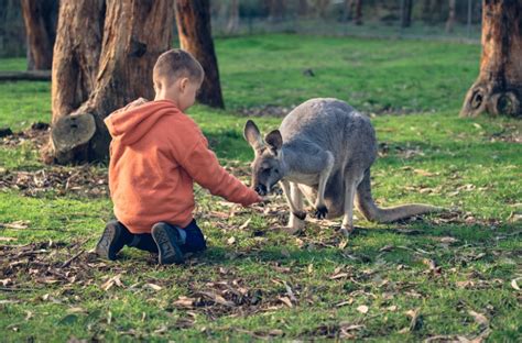 Australia – Beachside Wildlife Adventure - Volunteer Vacations ...