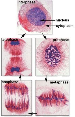 Lab 4 Mitosis Flashcards Quizlet