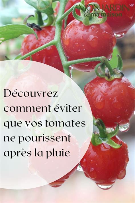 Vos Plants De Tomates Ont Pris La Pluie Voici Comment Les Sauver Pour