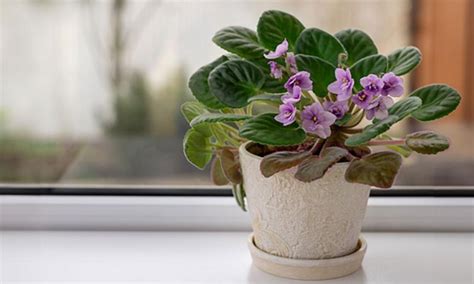 African Violet: Houseplant How-To