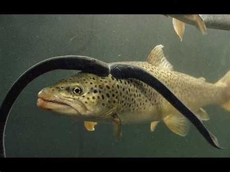 Sea Lamprey - YouTube