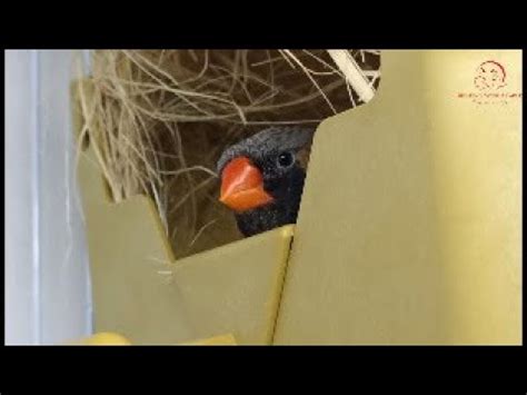 Charcoal Zebra Finch Live From The Nest Birds Live Nest YouTube