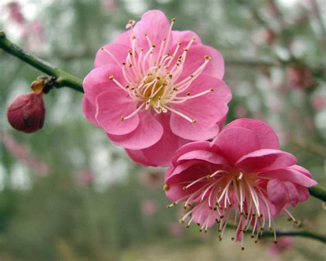 JAPANESE APRICOT Bayard Cutting Arboretum