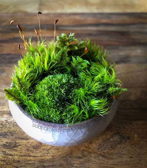 Miniature Moss Dish Garden Wabikusa With Display Case Moss Garden