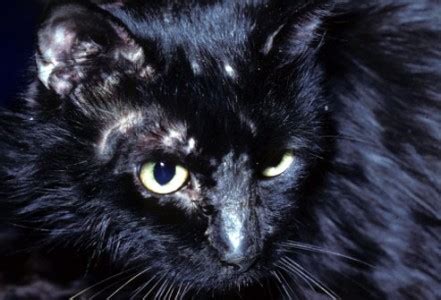 Ringworm in Cats: Causes, Prevenetions and Cures