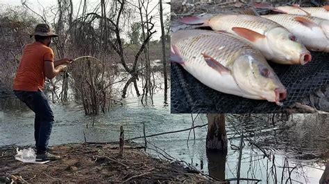 Rohu Fish Hunting Amazing Rohu Fishing