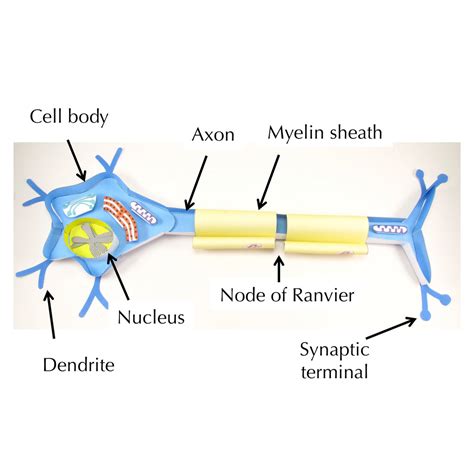 Nerve Cell – Origami Organelles