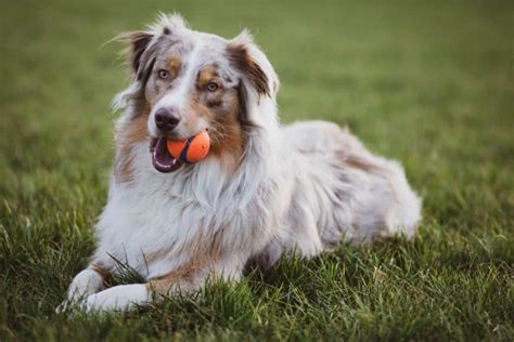 Border Collie Dog Breed Information Bordercolliehealth