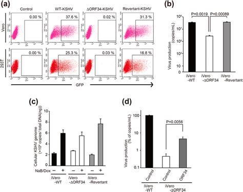 ORF34 Is Essential For Virus Production But Not DNA Replication Of