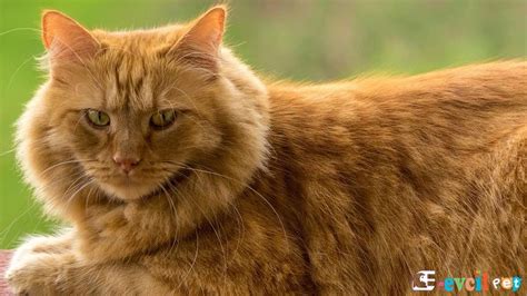 Sarman Kedi Cinsi Özellikleri Ve Bakımı E Evcil