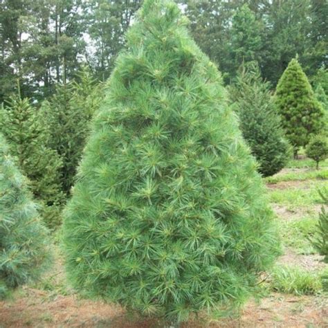 Buy White Pine Christmas Trees Online | Free Shipping Over $129