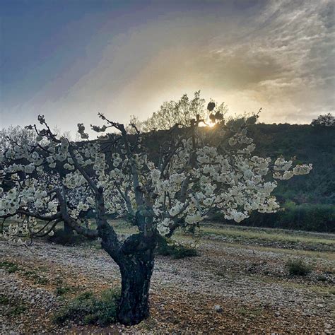 Mars Chaque Goutte De S Ve Contient La Pl Nitude De L Arbre