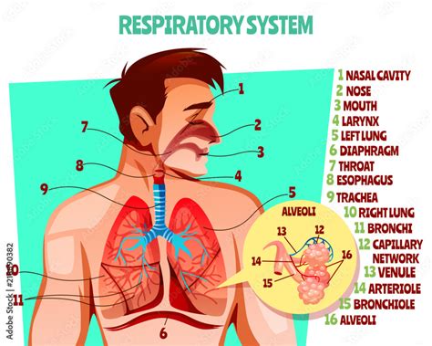 Obraz Human Respiratory System Vector Illustration Cartoon Medical