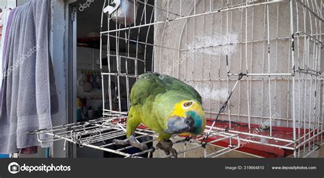 Parrot of Brazil in cages. In Recife this is common. Typical bird of ...