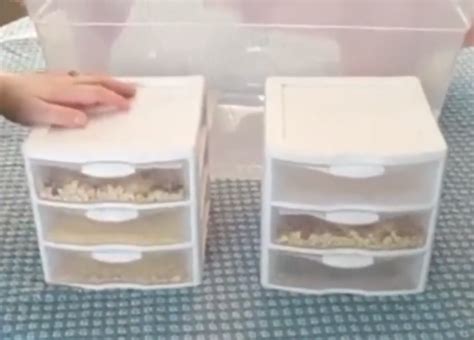 DIY Mealworm Farming | Meyer Hatchery Blog 2019