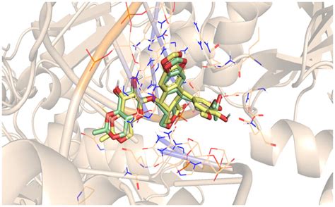 Binding Of Doxorubicin Within The Active Pocket Of Topoisomerase II DNA