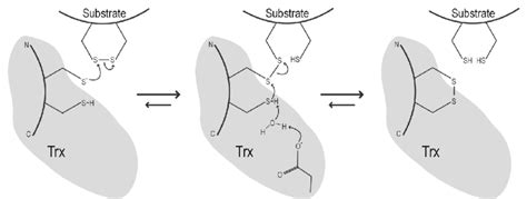 Proposed Mechanism Of Thioredoxin Catalyzed Protein Disulfide