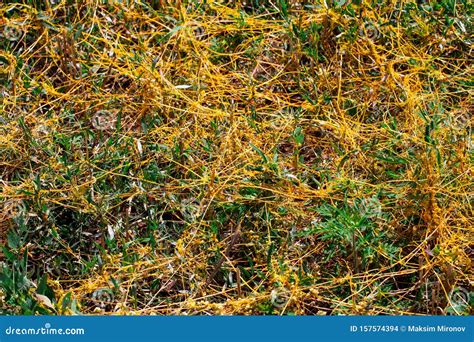 Dodder Genus Cuscuta Is The Parasite Wraps Stock Photo Image Of