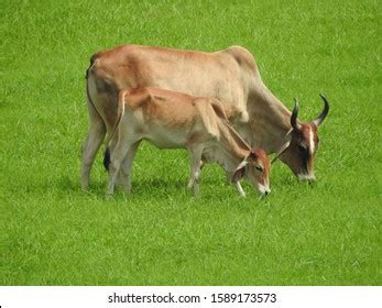 Indian Cow Grazing Field Stock Photo Shutterstock