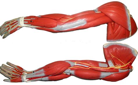 Skeletal Muscle Model Arm Superficial Diagram Quizlet