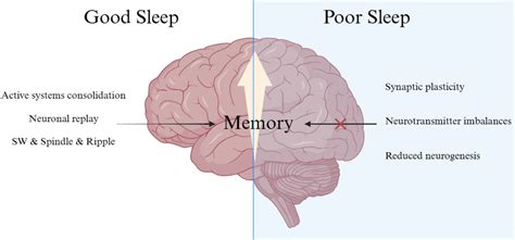 frontiers sleep deprivation induced memory impairment exploring