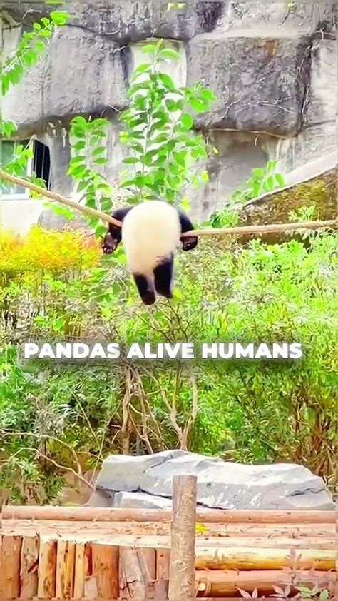 Cute Pandas Might Be Going Extinct Youtube