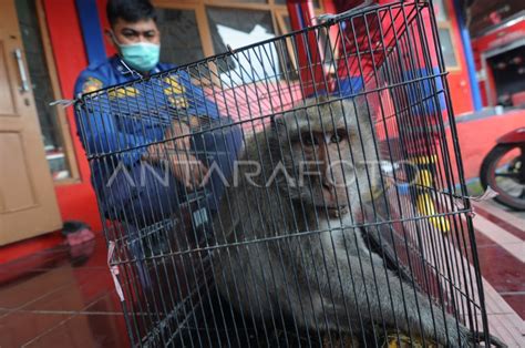 Pemadam Kebakaran Evakuasi Monyet Ekor Panjang Antara Foto