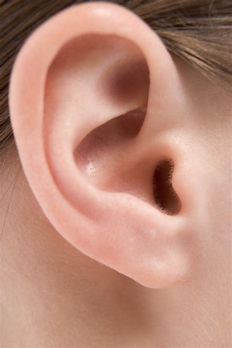 Healthfully Ear Human Ear Anatomy Reference