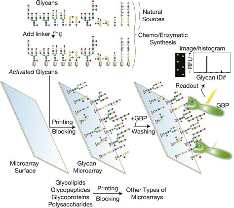 The Challenge And Promise Of Glycomics Chemistry And Biology