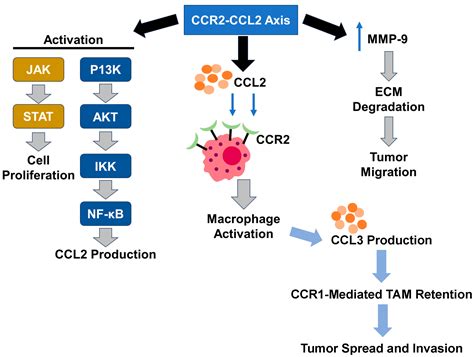 Ijms Free Full Text C C Motif Chemokine Ligand 2 And Chemokine