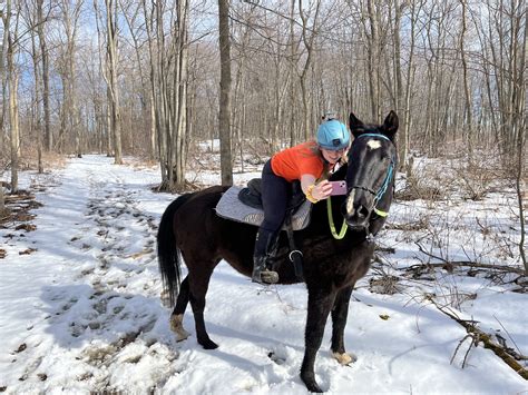 7764 5 yr old Dutch gelding. 17.2-17.3 hands. Broke to drive and can