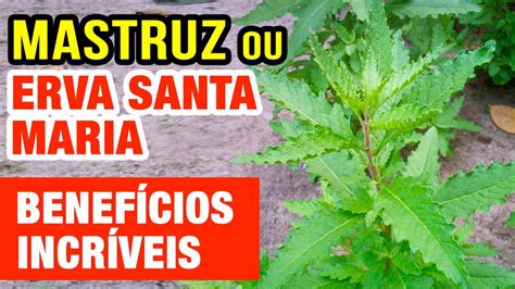 Erva De Santa Maria Ou Mastruz Antiviral Vermes Dores E Mais Como