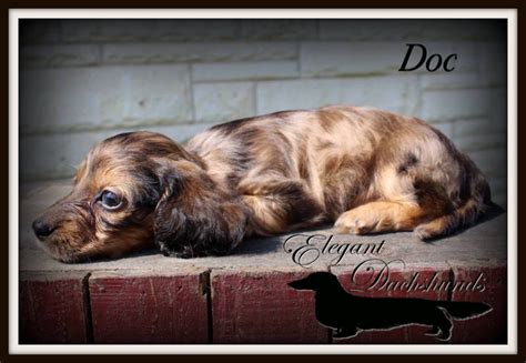 Gorgeous Red Dapple Longhair Dachshund Elegant Dachshunds Dachshund