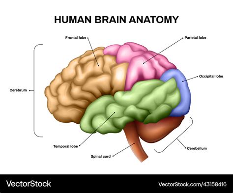 realistic brain anatomy royalty  vector image