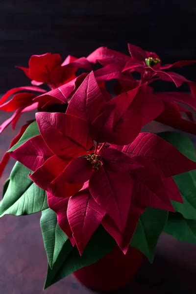 Pointsettia Stock Photos Royalty Free Pointsettia Images Depositphotos